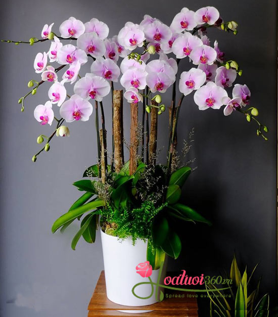 Chậu lan tết tím nhạt mang vẻ đẹp tươi thắm, sắc môi hồng cho năm mới Chậu lan tết tím nhạt mang vẻ đẹp tươi thắm, sắc môi hồng cho năm mới
